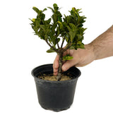 Ficus Compacta D419