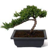 Dwarf Japanese Garden Juniper - D42