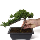 Dwarf Japanese Garden Juniper - D42