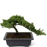 Dwarf Japanese Garden Juniper - D42