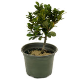 Ficus Compacta D420