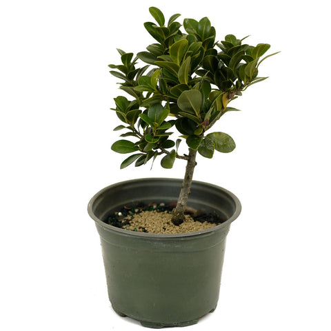 Ficus Compacta D420