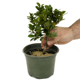 Ficus Compacta D420
