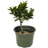 Ficus Compacta D420