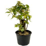 Bougainvillea Stump D421