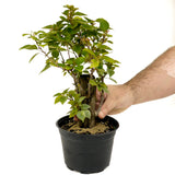 Bougainvillea Stump D421