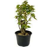 Bougainvillea Stump D421