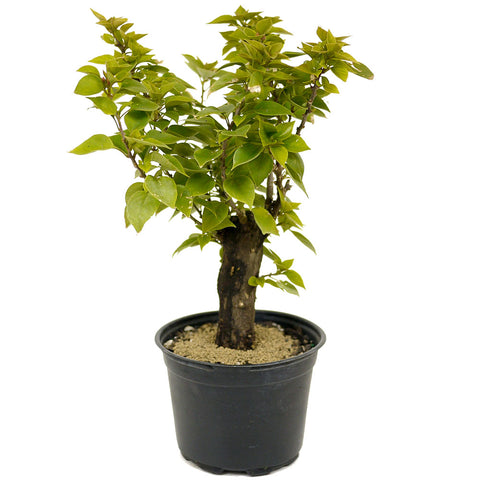 Bougainvillea Stump in Tie Pot D422