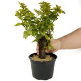Bougainvillea Stump in Tie Pot D422