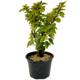 Bougainvillea Stump in Tie Pot D422
