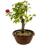 Bougainvillea Stump in Tie Pot D423