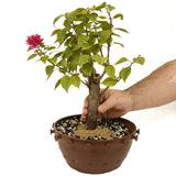 Bougainvillea Stump in Tie Pot D423