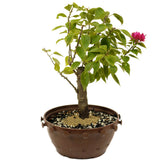 Bougainvillea Stump in Tie Pot D423