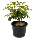 Dwarf Umbrella Tree aka Aboricola Schefflera D424