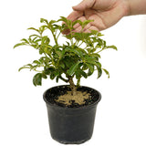 Dwarf Umbrella Tree aka Aboricola Schefflera D424
