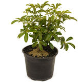 Dwarf Umbrella Tree aka Aboricola Schefflera D424