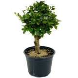 Fukien Tea D425