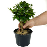 Fukien Tea D425