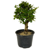 Fukien Tea D425