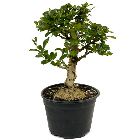 Fukien Tea D426