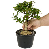 Fukien Tea D426