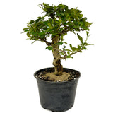 Fukien Tea D426