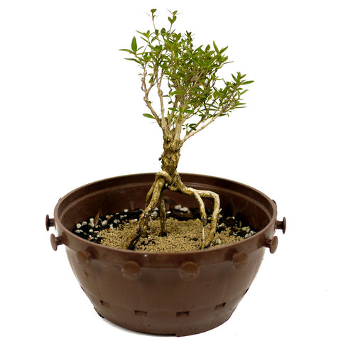 Exposed Roots Serissa in Tie Pot D427