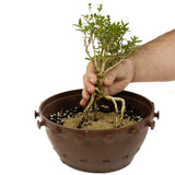 Exposed Roots Serissa in Tie Pot D427
