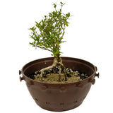 Exposed Roots Serissa in Tie Pot D427