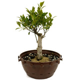 Ficus Stump in Tie Pot D428