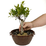 Ficus Stump in Tie Pot D428