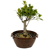 Ficus Stump in Tie Pot D428