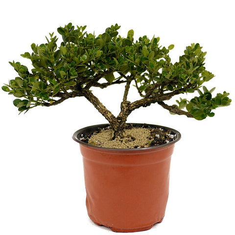 Dwarf Natal Plum D429