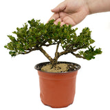 Dwarf Natal Plum D429