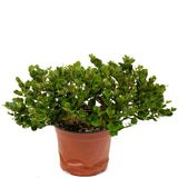 Dwarf Natal Plum D429