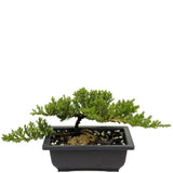 Dwarf Japanese Garden Juniper D430