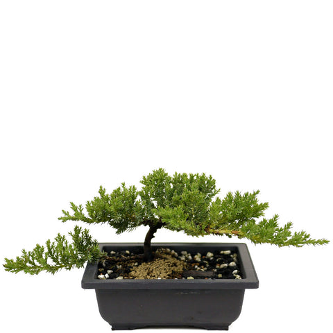 Dwarf Japanese Garden Juniper D430