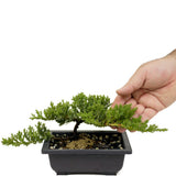 Dwarf Japanese Garden Juniper D430