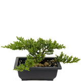 Dwarf Japanese Garden Juniper D430