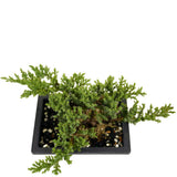 Dwarf Japanese Garden Juniper D430
