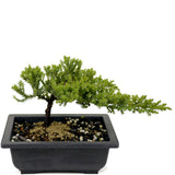 Dwarf Japanese Garden Juniper D431