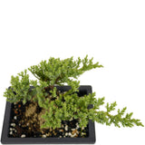 Dwarf Japanese Garden Juniper D431
