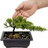 Dwarf Japanese Garden Juniper D431