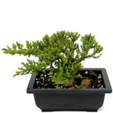 Dwarf Japanese Garden Juniper D431