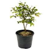 Jaboticaba Pre-Bonsai D432