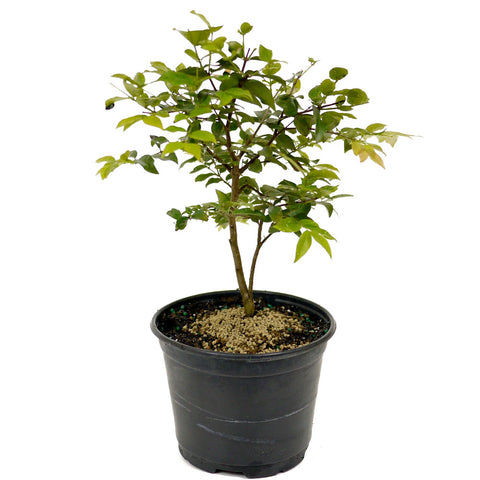 Jaboticaba Pre-Bonsai D432