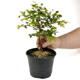 Jaboticaba Pre-Bonsai D432