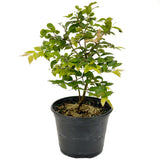 Jaboticaba Pre-Bonsai D432
