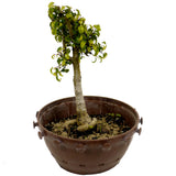 Ficus Too Little Bonsai in Tie Pot D433