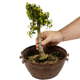 Ficus Too Little Bonsai in Tie Pot D433